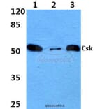 Anti-Csk (L558) Antibody from Bioworld Technology (BS1739) - Antibodies.com