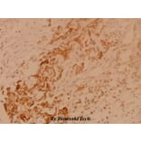 Anti-Csk (L558) Antibody from Bioworld Technology (BS1739) - Antibodies.com