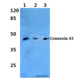 Anti-Connexin 43 (K257) Antibody from Bioworld Technology (BS1740) - Antibodies.com