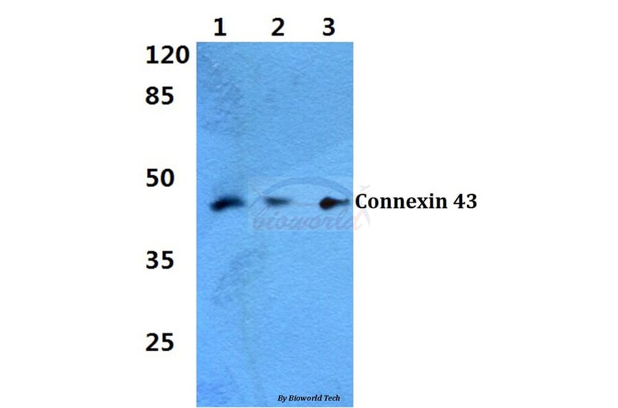 Anti-Connexin 43 (K257) Antibody from Bioworld Technology (BS1740) - Antibodies.com