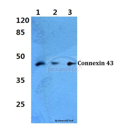 Anti-Connexin 43 (K257) Antibody from Bioworld Technology (BS1740) - Antibodies.com
