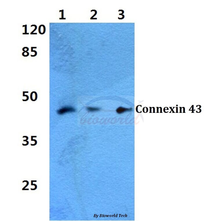 Anti-Connexin 43 (K257) Antibody from Bioworld Technology (BS1740) - Antibodies.com