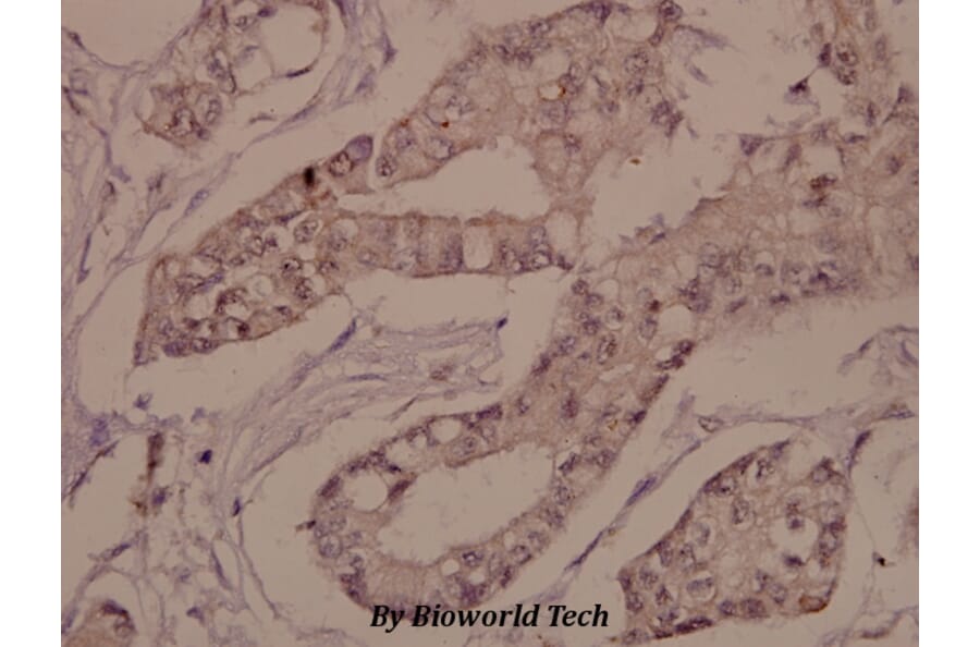 Anti-Connexin 43 (K257) Antibody from Bioworld Technology (BS1740) - Antibodies.com