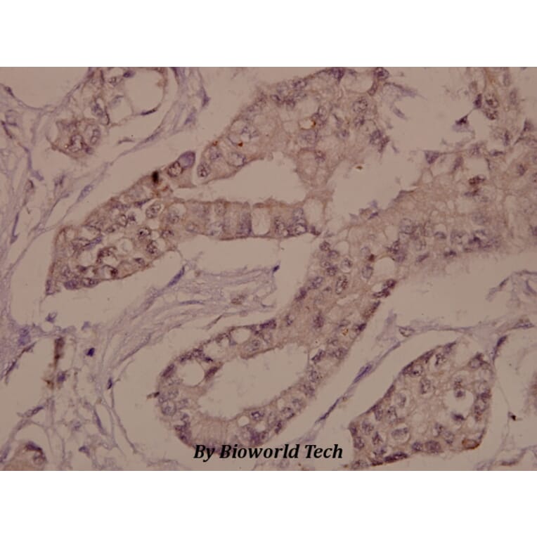 Anti-Connexin 43 (K257) Antibody from Bioworld Technology (BS1740) - Antibodies.com