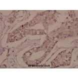 Anti-Connexin 43 (K257) Antibody from Bioworld Technology (BS1740) - Antibodies.com