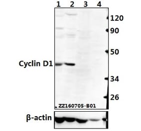 Anti-Cyclin D1 (L283) Antibody from Bioworld Technology (BS1741) - Antibodies.com