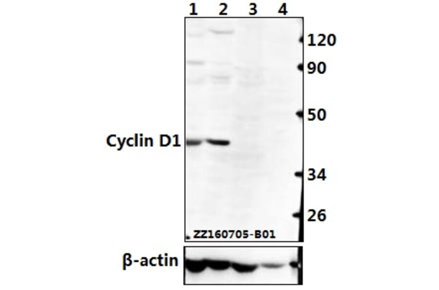 Anti-Cyclin D1 (L283) Antibody from Bioworld Technology (BS1741) - Antibodies.com
