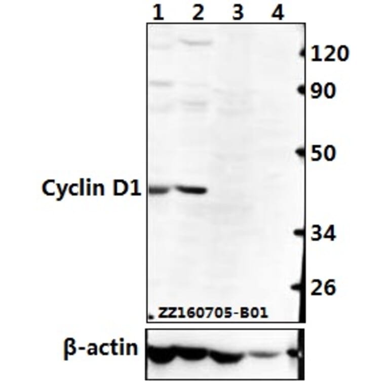 Anti-Cyclin D1 (L283) Antibody from Bioworld Technology (BS1741) - Antibodies.com