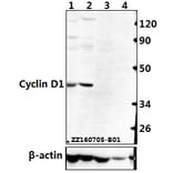 Anti-Cyclin D1 (L283) Antibody from Bioworld Technology (BS1741) - Antibodies.com
