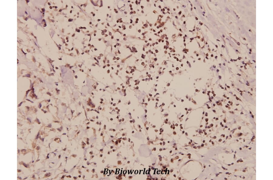 Anti-Cyclin D1 (L283) Antibody from Bioworld Technology (BS1741) - Antibodies.com