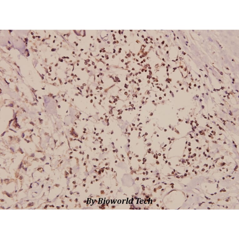 Anti-Cyclin D1 (L283) Antibody from Bioworld Technology (BS1741) - Antibodies.com