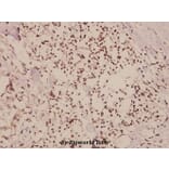 Anti-Cyclin D1 (L283) Antibody from Bioworld Technology (BS1741) - Antibodies.com