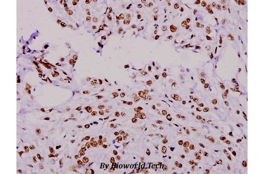 Anti-ERF (E520) Antibody from Bioworld Technology (BS1744) - Antibodies.com