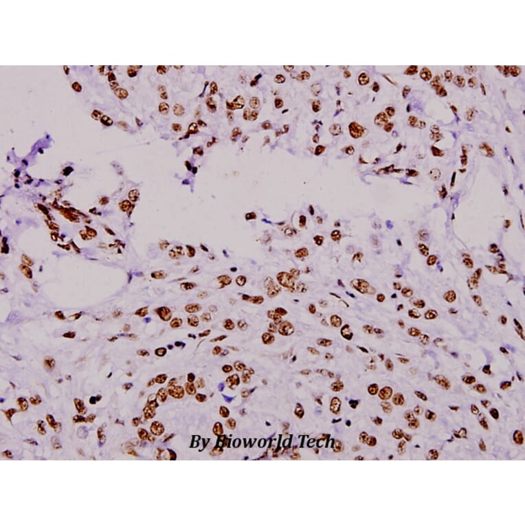 Anti-ERF (E520) Antibody from Bioworld Technology (BS1744) - Antibodies.com