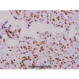 Anti-ERF (E520) Antibody from Bioworld Technology (BS1744) - Antibodies.com