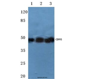 Anti-CD95/FAS (K287) Antibody from Bioworld Technology (BS1745) - Antibodies.com
