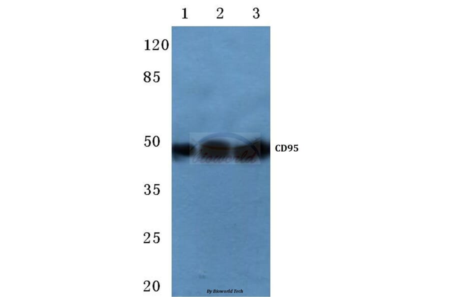 Anti-CD95/FAS (K287) Antibody from Bioworld Technology (BS1745) - Antibodies.com