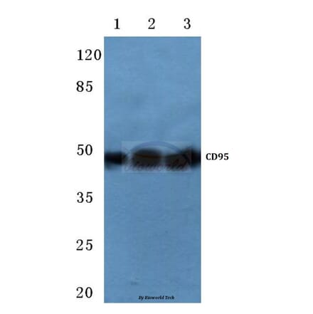 Anti-CD95/FAS (K287) Antibody from Bioworld Technology (BS1745) - Antibodies.com