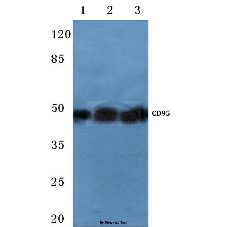 Anti-CD95/FAS (K287) Antibody from Bioworld Technology (BS1745) - Antibodies.com