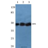 Anti-CD95/FAS (K287) Antibody from Bioworld Technology (BS1745) - Antibodies.com