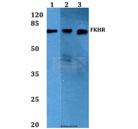 Anti-FKHR/FoxO1 (T323) Antibody from Bioworld Technology (BS1746) - Antibodies.com