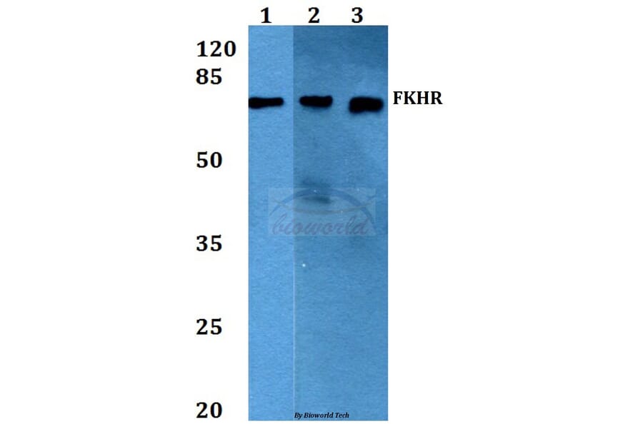Anti-FKHR/FoxO1 (T323) Antibody from Bioworld Technology (BS1746) - Antibodies.com