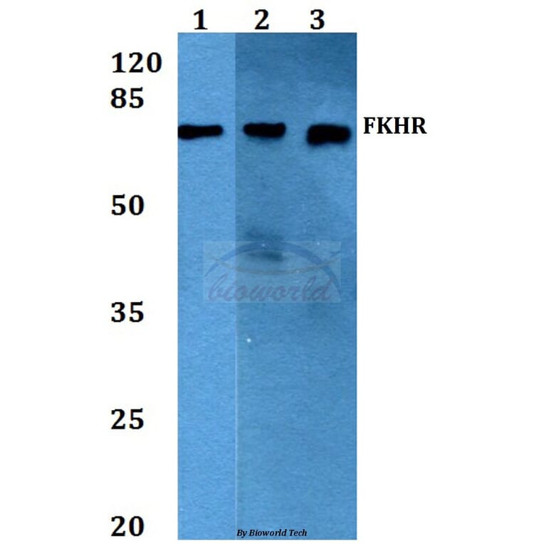Anti-FKHR/FoxO1 (T323) Antibody from Bioworld Technology (BS1746) - Antibodies.com