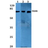 Anti-FKHR/FoxO1 (T323) Antibody from Bioworld Technology (BS1746) - Antibodies.com