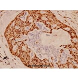 Anti-FKHR/FoxO1 (T323) Antibody from Bioworld Technology (BS1746) - Antibodies.com