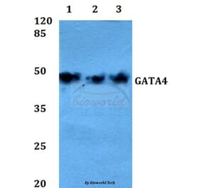 Anti-GATA4 (P101) Antibody from Bioworld Technology (BS1747) - Antibodies.com