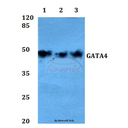 Anti-GATA4 (P101) Antibody from Bioworld Technology (BS1747) - Antibodies.com