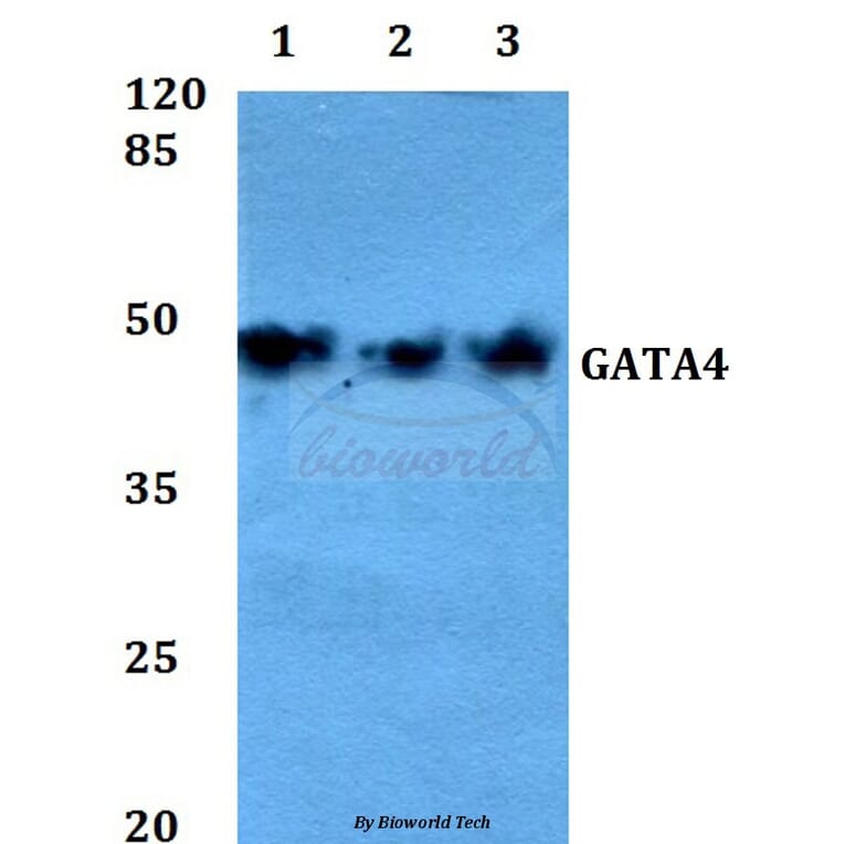 Anti-GATA4 (P101) Antibody from Bioworld Technology (BS1747) - Antibodies.com