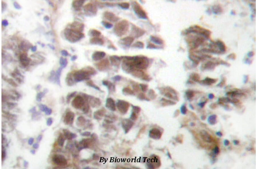 Anti-GATA4 (P101) Antibody from Bioworld Technology (BS1747) - Antibodies.com