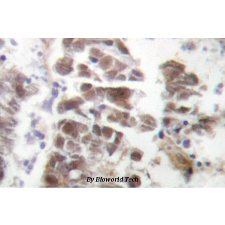 Anti-GATA4 (P101) Antibody from Bioworld Technology (BS1747) - Antibodies.com