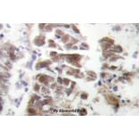 Anti-GATA4 (P101) Antibody from Bioworld Technology (BS1747) - Antibodies.com