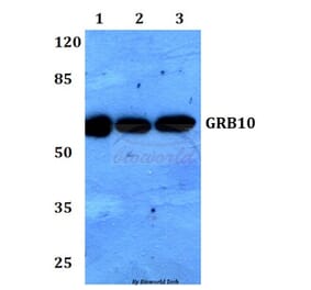 Anti-GRB10 (L63) Antibody from Bioworld Technology (BS1748) - Antibodies.com