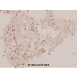 Anti-GRB10 (L63) Antibody from Bioworld Technology (BS1748) - Antibodies.com
