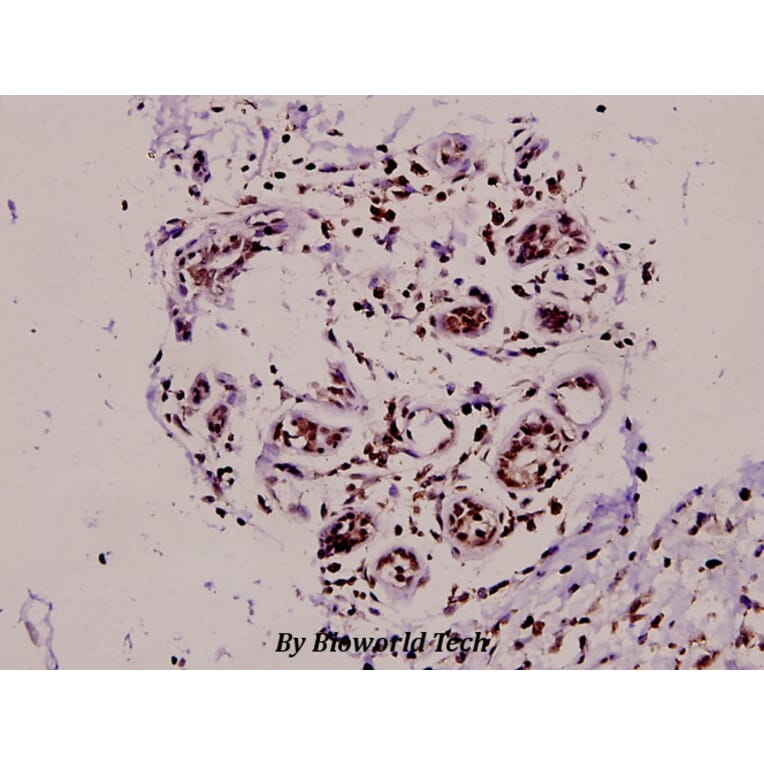 Anti-Histone H3 (A7) Antibody from Bioworld Technology (BS1750) - Antibodies.com
