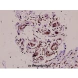 Anti-Histone H3 (A7) Antibody from Bioworld Technology (BS1750) - Antibodies.com