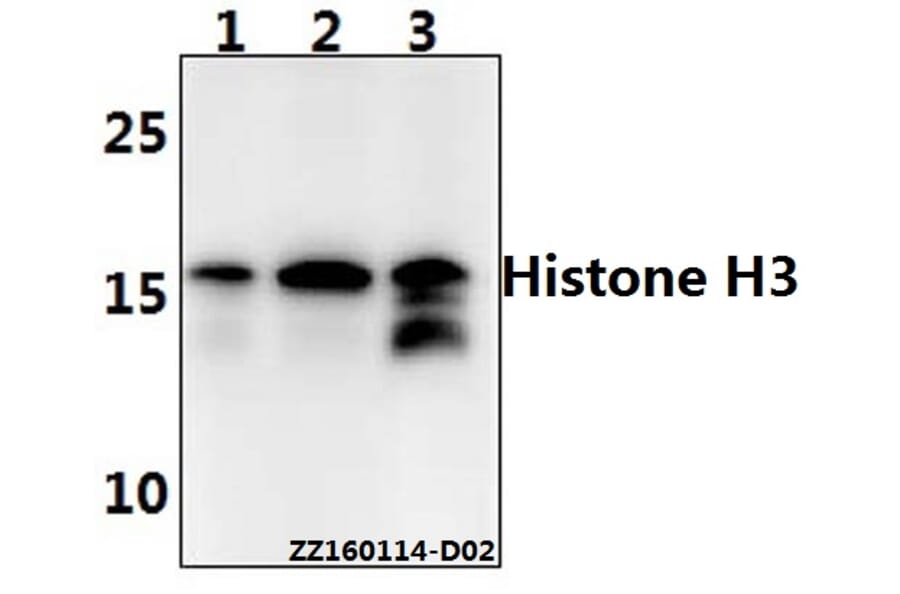 Anti-Histone H3 (L20) Antibody from Bioworld Technology (BS1751) - Antibodies.com