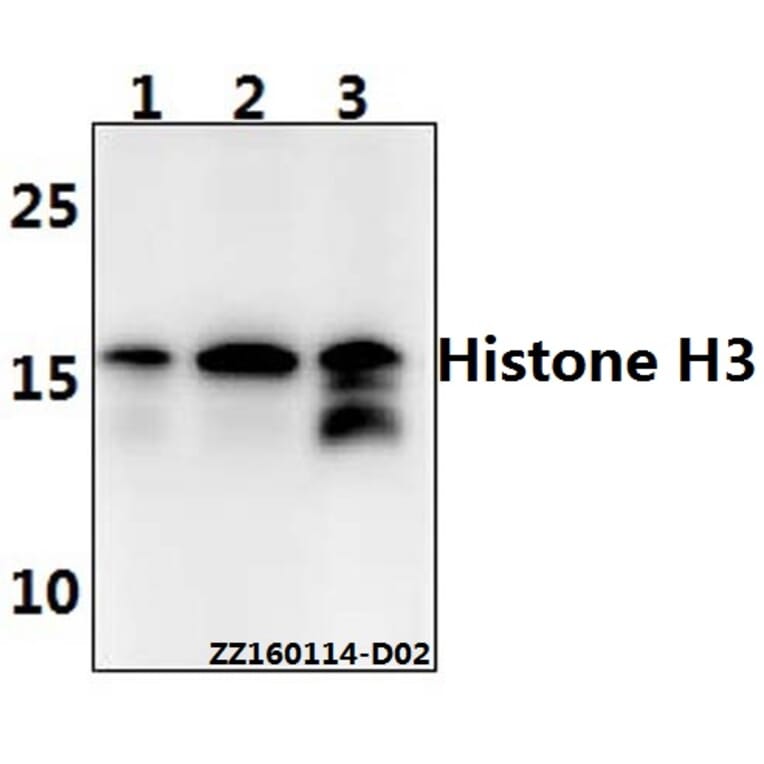 Anti-Histone H3 (L20) Antibody from Bioworld Technology (BS1751) - Antibodies.com