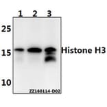 Anti-Histone H3 (L20) Antibody from Bioworld Technology (BS1751) - Antibodies.com