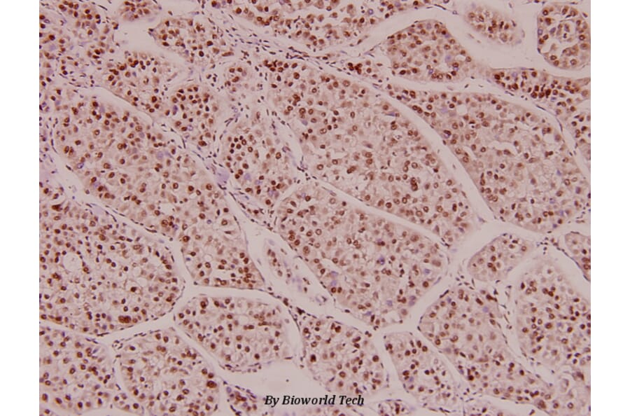Anti-Histone H3 (L20) Antibody from Bioworld Technology (BS1751) - Antibodies.com