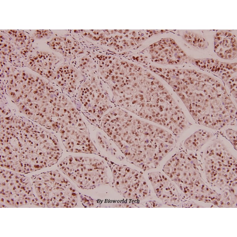 Anti-Histone H3 (L20) Antibody from Bioworld Technology (BS1751) - Antibodies.com