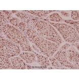 Anti-Histone H3 (L20) Antibody from Bioworld Technology (BS1751) - Antibodies.com