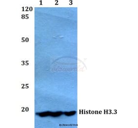 Anti-Histone H3.3 (K27) Antibody from Bioworld Technology (BS1752) - Antibodies.com