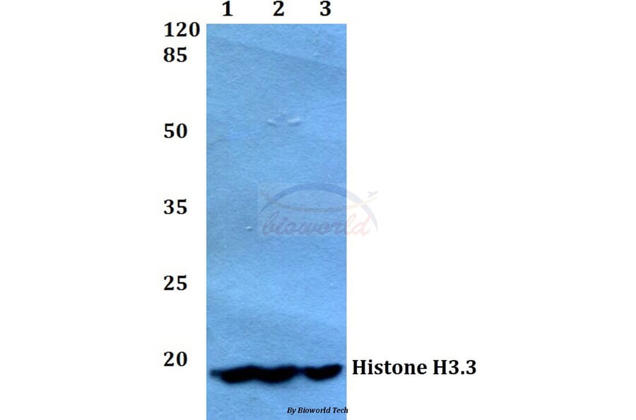 Anti-Histone H3.3 (K27) Antibody from Bioworld Technology (BS1752) - Antibodies.com