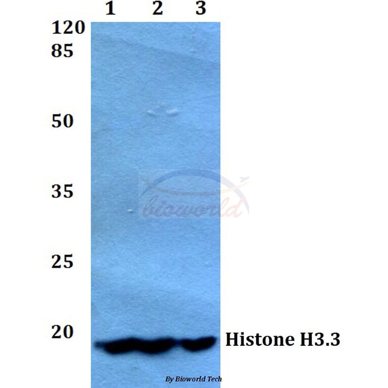 Anti-Histone H3.3 (K27) Antibody from Bioworld Technology (BS1752) - Antibodies.com