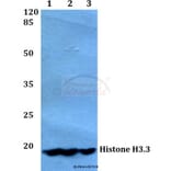 Anti-Histone H3.3 (K27) Antibody from Bioworld Technology (BS1752) - Antibodies.com