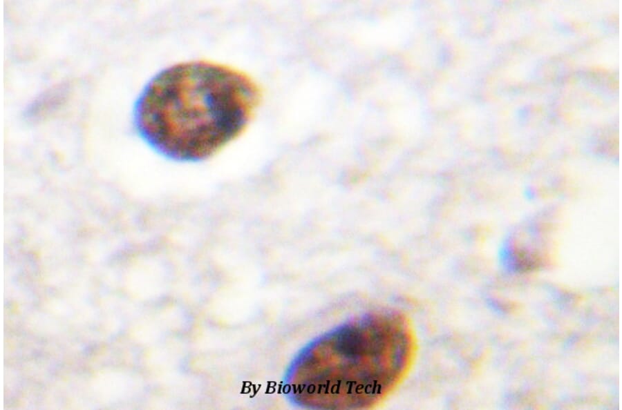 Anti-Histone H3.3 (K27) Antibody from Bioworld Technology (BS1752) - Antibodies.com